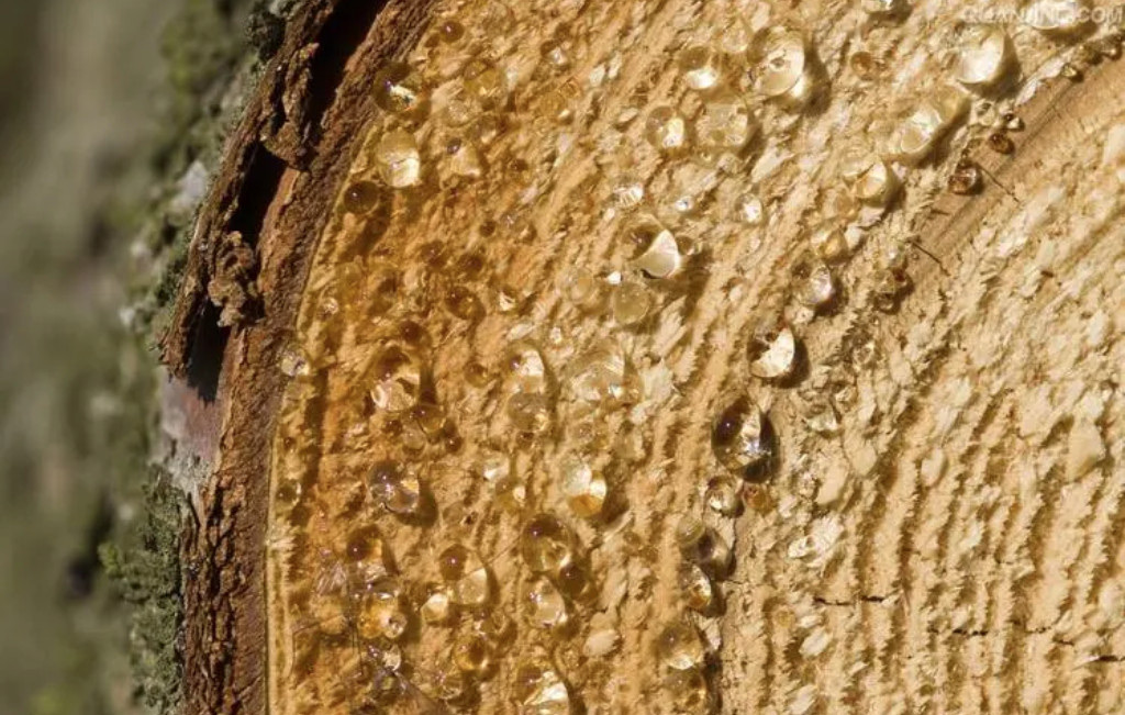 (圖:酚醛樹(shù)脂用手感劑)