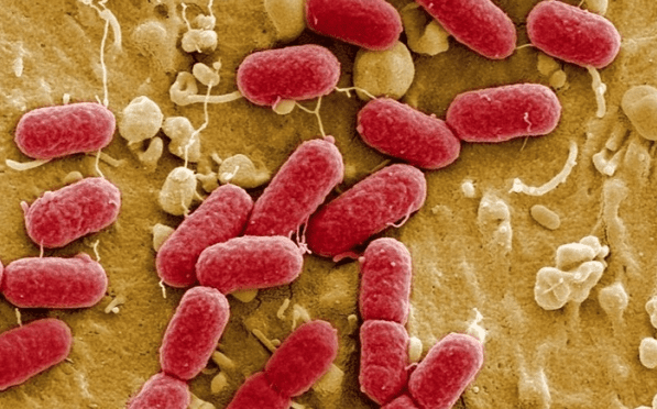 (圖:生物發(fā)酵工藝)